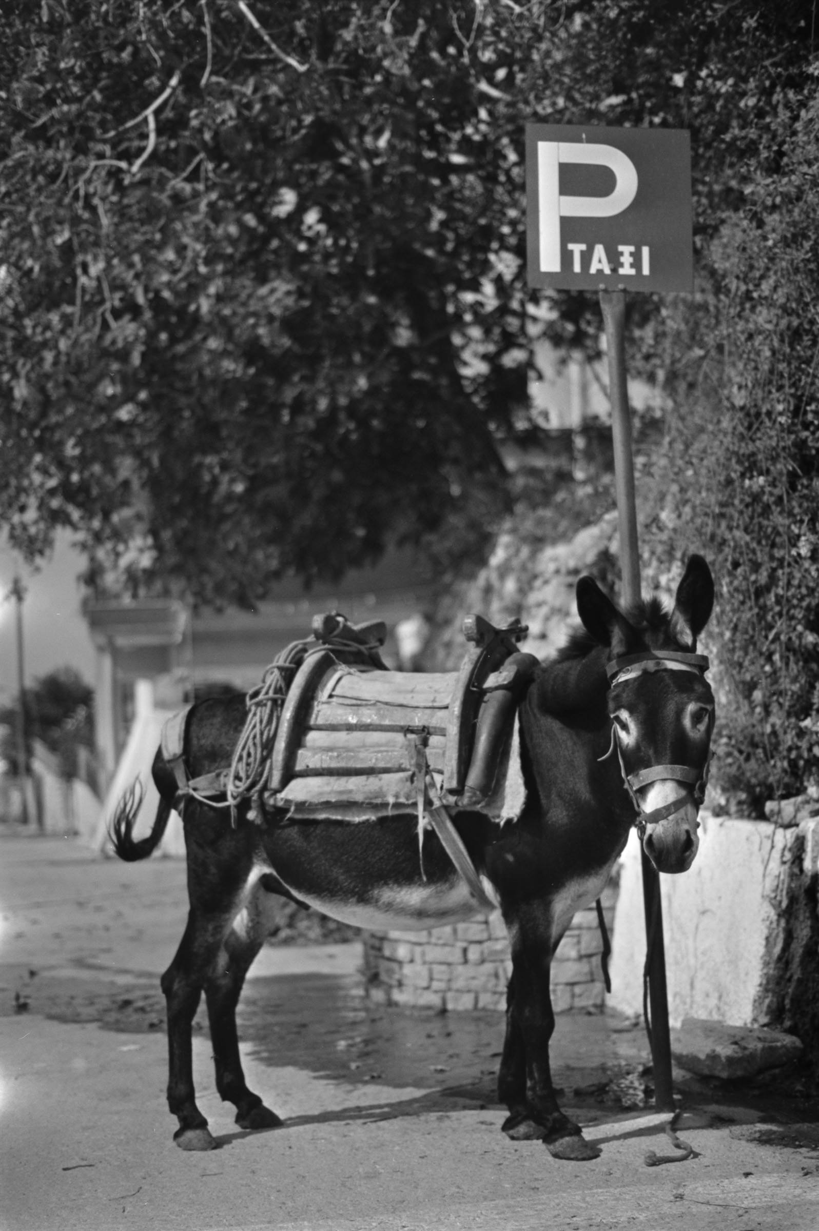 AHP F1991 09 002 sc240801 img10 NLP